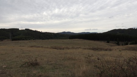 64 HECTAREAS SECTOR PUMALAL A 14 KM DE TEMUCO, 20 HAS. DE EUCALIPTO Y 2,5 DE PINO INSIGNE $4.500.000 POR HECTAREA